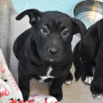 Shar Pei Dogs Available for Adoption - Beverly | PetCurious