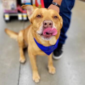 Labrador Retriever and Terrier Dogs Available for Adoption in Abilene, Texas - Loki | PetCurious