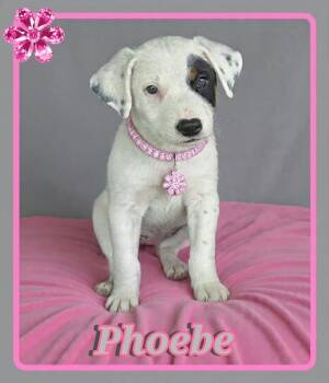 Phoebe -  Jack Russell Terrier and Rat Terrier Dog for Adoption in Grove, Oklahoma - Phoebe | PetCurious