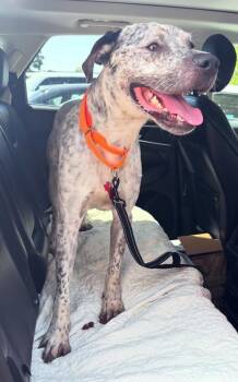 Peppers -  Mixed Breed and Australian Cattle Dog Blue Heeler Dog for Adoption in Austin, Texas - Peppers | PetCurious