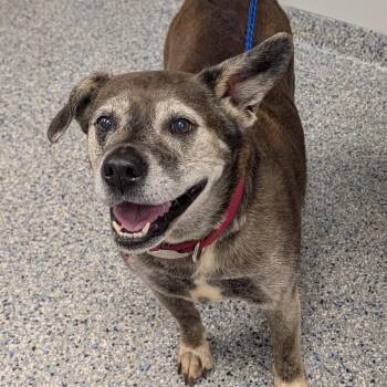 Xena -  Labrador Retriever and Mixed Breed Dog for Adoption in Greenville, South Carolina - Xena | PetCurious