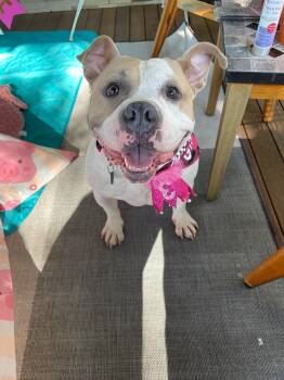 Remy the Piglet -  Bulldog and Pit Bull Terrier Dog for Adoption in New York, New York - Remy The Piglet | PetCurious