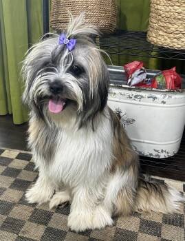 Lhasa Apso Dogs Available for Adoption - Martha | PetCurious