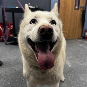 Moscato -  Husky Dog for Adoption in Saint Joseph, Missouri - Moscato | PetCurious