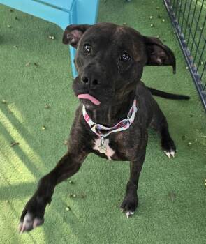 Dolly -  American Bulldog Dog for Adoption in Lakeland, Florida - Dolly | PetCurious