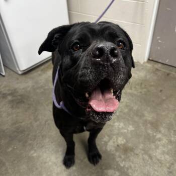 Striker -  Cane Corso Dog for Adoption in Manhattan, Kansas - Striker | PetCurious