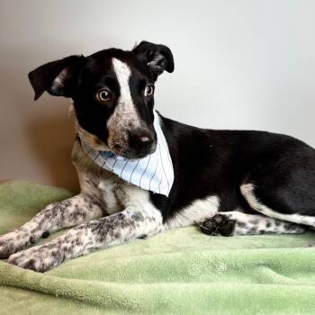Marsha -  Australian Cattle Dog Blue Heeler and Labrador Retriever Dog for Adoption in San Antonio, Texas - Marsha | PetCurious