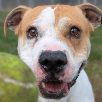 Rescue Mixed Breed Dogs for Adoption in Benton Harbor, Michigan - Gator | PetCurious