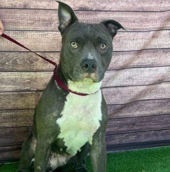 Rescue Pit Bull Terrier and Mixed Breed Dogs for Adoption in Bryan, Texas - 59579980 | PetCurious