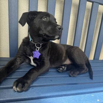 Tomato -  Mixed Breed Dog for Adoption in San Francisco, California - Tomato | PetCurious