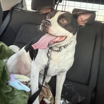 Rescue Beagle Dogs for Adoption in Springfield, Missouri - Sully | PetCurious