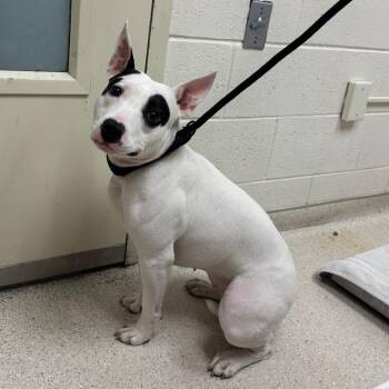 Mixed Breed Dogs Available for Adoption in Murray, Utah - Xena | PetCurious