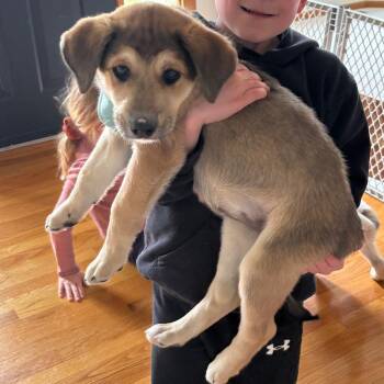 Beagle and Australian Shepherd Dogs Available for Adoption in Minnetonka, Minnesota - Dora D69118 | PetCurious