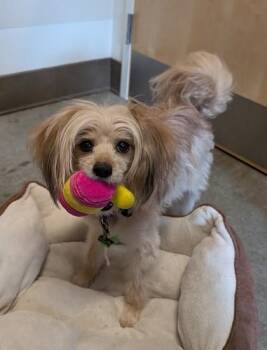 Zeus -  Pomeranian and Poodle Dog for Adoption in Bellevue, Washington - Zeus | PetCurious