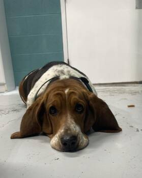 Nina -  Basset Hound Dog for Adoption in Chattanooga, Tennessee - Nina | PetCurious