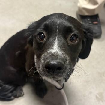 Champ -  Mixed Breed Dog for Adoption in Yuma, Arizona - Champ | PetCurious