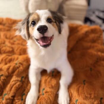 Otto -  Australian Shepherd and Dachshund Dog for Adoption in Daphne, Alabama - Otto | PetCurious