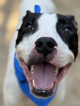 Rescue American Staffordshire Terrier and Mixed Breed Dogs for Adoption in Dallas, Texas - Odie | PetCurious