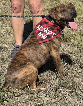Rescue Plott Hound and Black Labrador Retriever Dogs for Adoption in Anna, Texas - Tigger | PetCurious