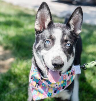 Lucy -  Siberian Husky Dog for Adoption in Cottonwood Heights, Utah - Lucy | PetCurious