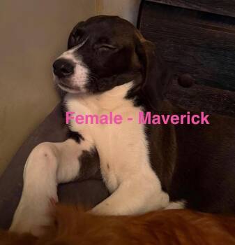 Maverick -  Great Dane and Collie Dog for Adoption in Fries, Virginia - Maverick | PetCurious