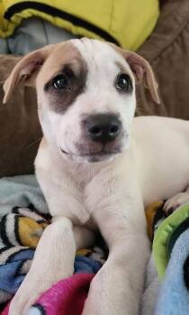 Zoey -  Mixed Breed Dog for Adoption in Clinton, Wisconsin - Zoey | PetCurious