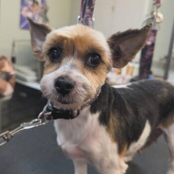 Yorkshire Terrier Dogs Available for Adoption in West Falls, New York - Cleopatra | PetCurious
