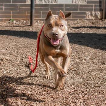 Mixed Breed Dogs Available for Adoption in Chamblee, Georgia - Avani | PetCurious