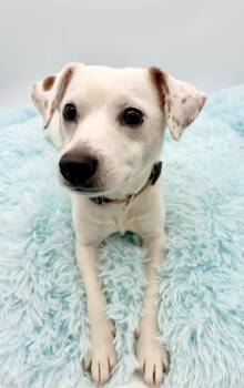 Jack Russell Terrier and Chihuahua Dogs Available for Adoption in Covington, Louisiana - Wishbone | PetCurious