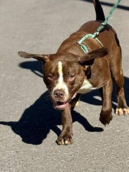 Pit Bull Terrier and Mixed Breed Dogs Available for Adoption in El Paso, Texas - Affogato* | PetCurious