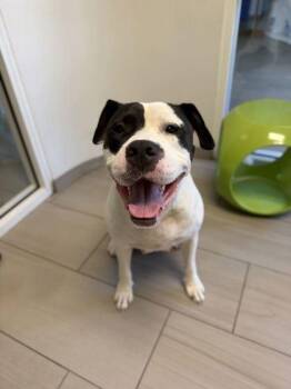 Kahmaya - 1 -  Pit Bull Terrier and Mixed Breed Dog for Adoption in Daytona Beach, Florida - Kahmaya - 1 | PetCurious