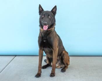 Belgian Shepherd Malinois Dogs Available for Adoption in Pasadena, California - RAM | PetCurious