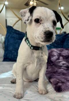 Flat Coated Retriever and Mixed Breed Dogs Available for Adoption -  Nebraska | PetCurious