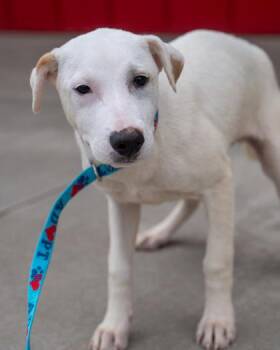 Marlin -  Dutch Shepherd and Mixed Breed Dog for Adoption in Pequot Lakes, Minnesota - Marlin | PetCurious