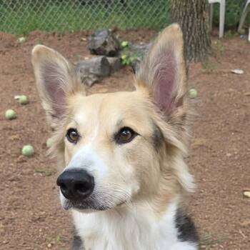 Cassandra -  Mixed Breed Dog for Adoption in Pekin, Illinois - Cassandra | PetCurious