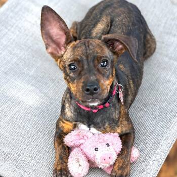 Truffle -  Chihuahua and Terrier Dog for Adoption in Boerne, Texas - Truffle | PetCurious