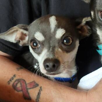 Chihuahua Dogs Available for Adoption in Oklahoma City, Oklahoma - Grenadine C-34346 | PetCurious