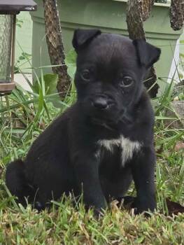 Boxer Dogs Available for Adoption - Zander | PetCurious