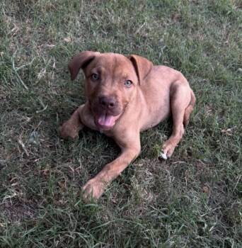 Petey Lonestar -  Labrador Retriever Dog for Adoption in Rockaway, New Jersey - Petey Lonestar | PetCurious