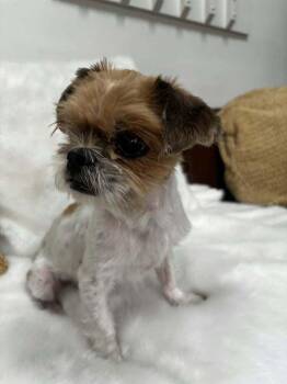 Hunter -  Shih Tzu Dog for Adoption in Parker, Colorado - Hunter | PetCurious