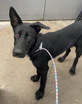 LIME -  Mixed Breed Dog for Adoption in Dallas, Texas - LIME | PetCurious