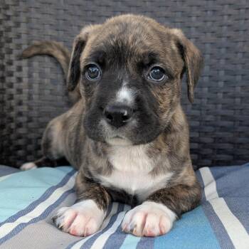 Mixed Breed and Boxer Dogs Available for Adoption in Durham, North Carolina - Nalgene | PetCurious