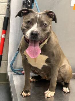 Pit Bull Terrier Dogs Available for Adoption in Winder, Georgia - 2026-05-221LILLY ANNE | PetCurious