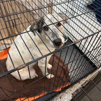 Bubbies -  Australian Cattle Dog Blue Heeler and Mixed Breed Dog for Adoption in Port Charlotte, Florida - Bubbies | PetCurious