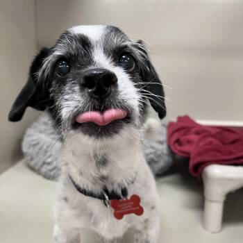 Henson 54667 -  Terrier Dog for Adoption in Las Vegas, Nevada - Henson 54667 | PetCurious