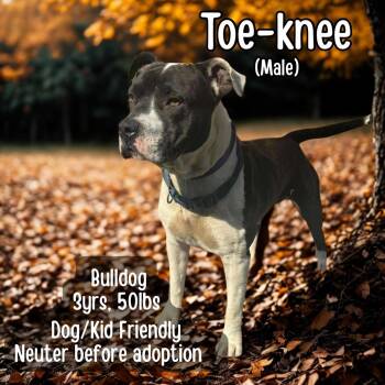 Rescue American Bulldog Dogs for Adoption in Lancaster, Kentucky - Toe-knee | PetCurious