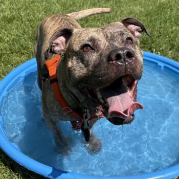 Kahuna -  Mixed Breed Dog for Adoption in South Burlington, Vermont - Kahuna | PetCurious
