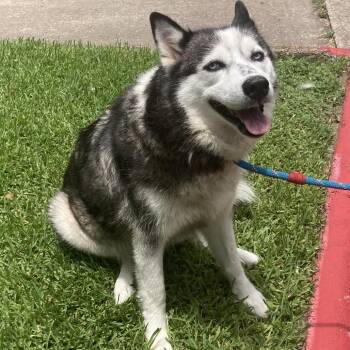 Marlowe -  Husky Dog for Adoption in Beaumont, Texas - Marlowe | PetCurious