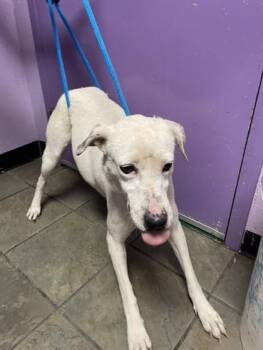 61149028 -  Mixed Breed Dog for Adoption in El Paso, Texas - 61149028 | PetCurious