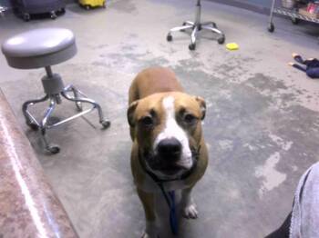 Rescue Pit Bull Terrier and Mixed Breed Dogs for Adoption in Tallahassee, Florida - TROUBLE | PetCurious